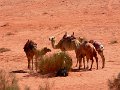 Wadi Rum (54)